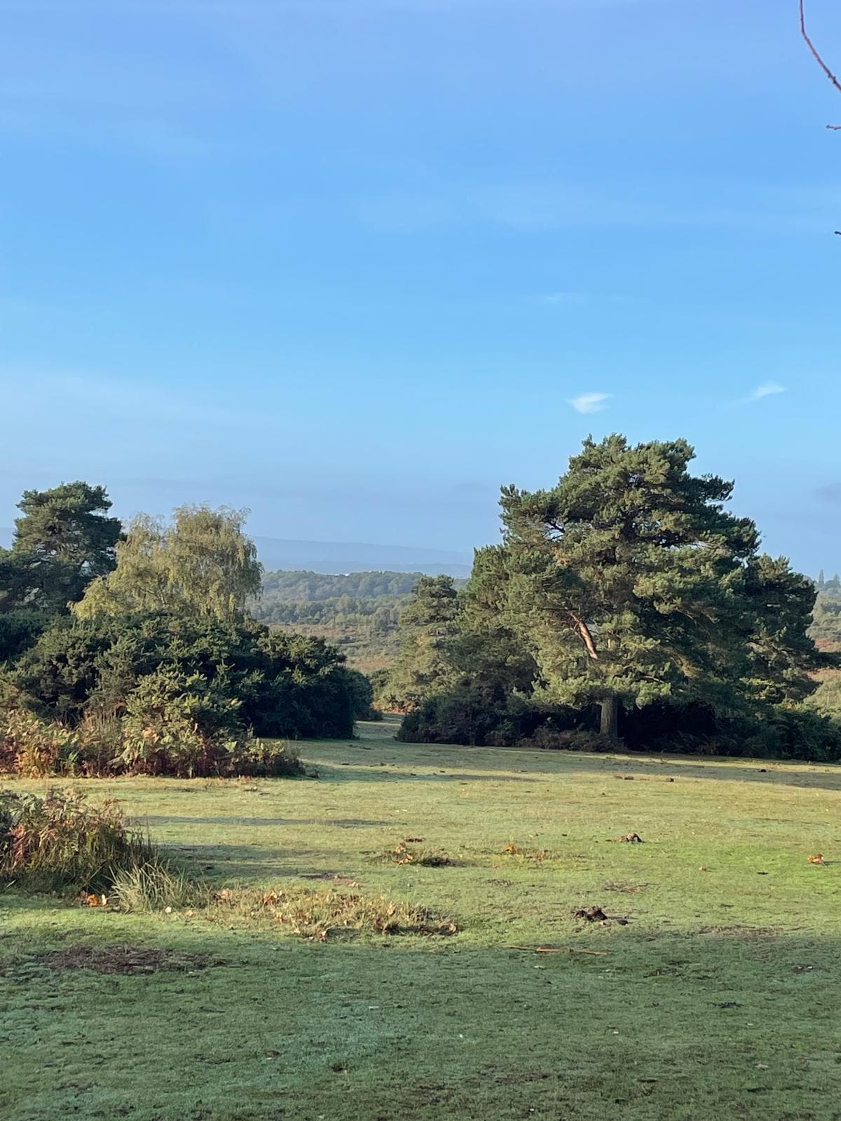 Pine trees and open heathland in Ashdown Forest